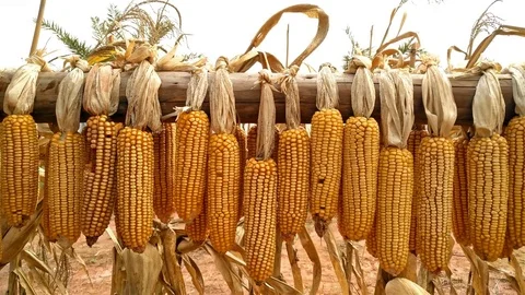 Pan view of dry corns hanging near the field 4K Stock Footage 70716327