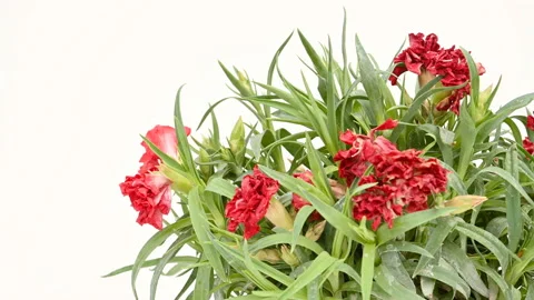 Pan view fading carnation or dianthus caryophyllus Stock Footage 157280627