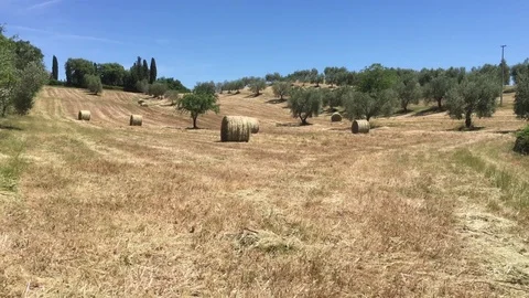 Pan view of a field with grain bales and Olive trees in Tuscany countryside Stock-Footage 76594286