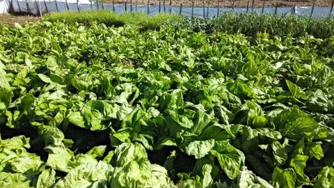 Pan view filed with vegetable in a sunny day Stock Footage 231693295