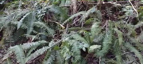 Pan view of forest glen full of green wild ferns Stock Footage 171434730