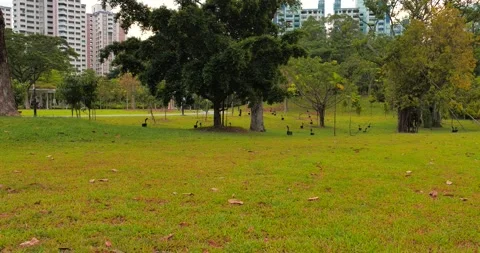 Pan View of Green Fields Stock Footage 158492198