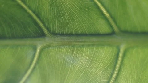 Pan View Of Green Leaf Structure Showing Macro Veins And Growth Cells Stock Footage 280693167