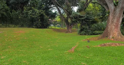 Pan View of Green Tree in Garden Stock Footage 159121729