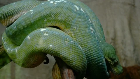 Pan view of a  green tree python (Morelia viridis) Video stock 87879802