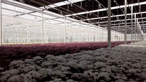 Pan view of growing white and purple Chrysanthemum in a greenhouse Stock Footage 106146253