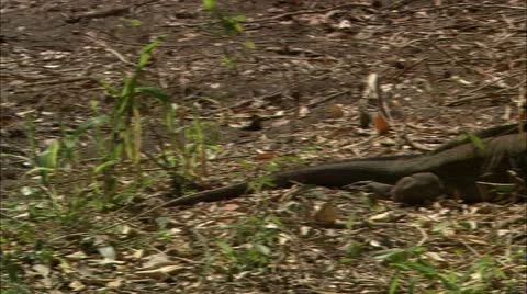 Pan to view igunana Stock Footage 22668746