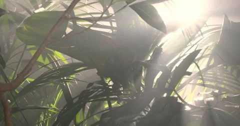 Pan view of jungle ficus branches with soft lens flare and diffused fog 動画素材 320872691