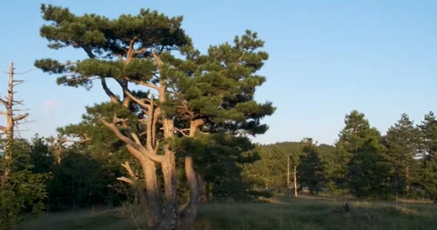 Pan view of large pine tree in forest in sunshine Stock Footage 148930664