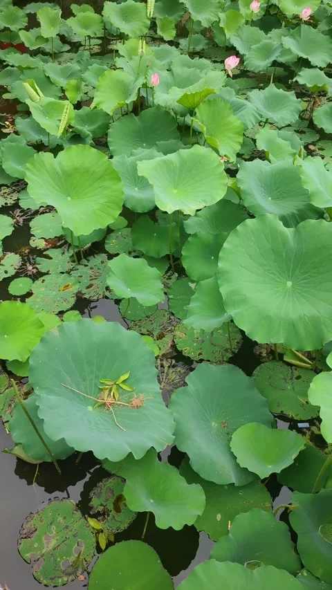 Pan view lotus pond at vertical composition Stock Footage 311644938