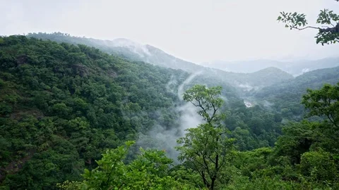 A pan view of Lush Green Forest Embraced by Misty Fog nature wonder Video stock 332354959