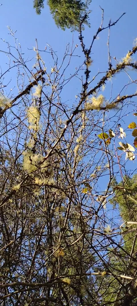 Pan view of moss covered bare shrub tree branches Stock Footage 170996604