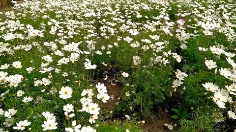 Pan view over flower field 4K Stock Footage 70781896