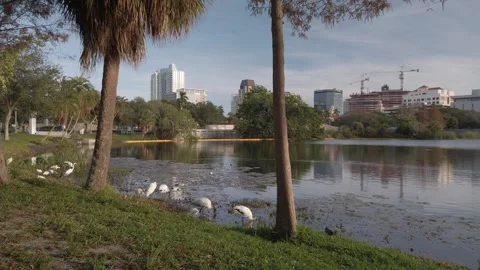 Pan View over Mirror Lake in St. Petersburg, Florida Birds foreground Stock Footage 260985368