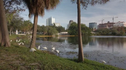 Pan View over Mirror Lake in St. Petersburg, Florida Birds foreground Stock Footage 260985631