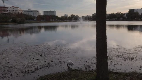 Pan View over Mirror Lake in St. Petersburg, Florida Birds foreground Stock Footage 260985757