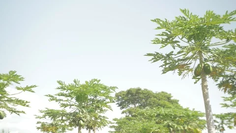 Pan view of Papaya trees on a farm Stock Footage 109210331