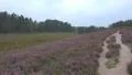 Pan view with pathway in blooming Lunenburg Heath HD Footage