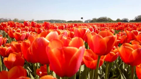 Pan view red orange tulips in a field in the Bollenstreek in the Netherlands Stock Footage 106958100