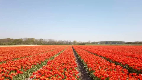 Pan view red orange tulips in a field in the Bollenstreek in the Netherlands Stock Footage 106958113
