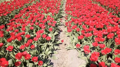 Pan view red tulips in a field in the Bollenstreek in the Netherlands 3 Stock Footage 106958116