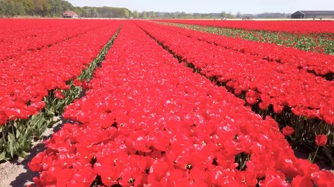 Pan view red tulips in a field in the Bollenstreek in the Netherlands 4 Stock Footage 106958117
