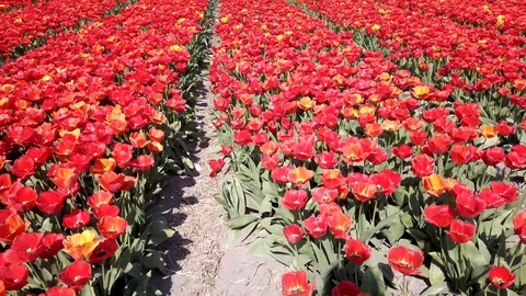 Pan view red tulips in a field in the Bollenstreek in the Netherlands 2 Stock Footage 106958119