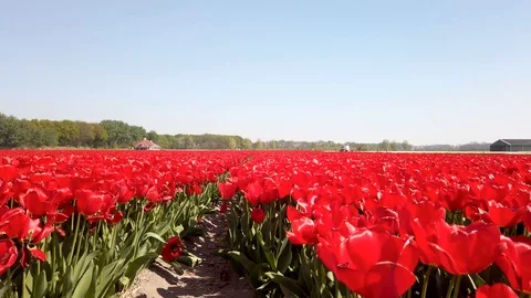 Pan view red tulips in a field in the Bollenstreek in the Netherlands 動画素材 106958120