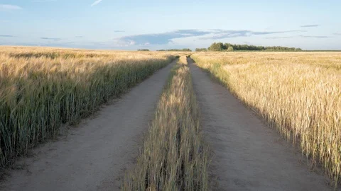 Pan Up View Rutted Road Through A Golden Wheat Field Rural Landscape At Sunset Stock Footage 115549464