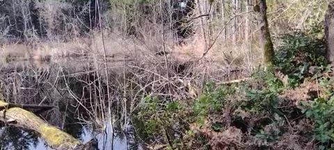 Pan view of small hidden wilderness lake with tree reflections Stock Footage 170032762