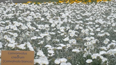 A pan view of some  Convolvulus cneorum, or silverbush at Euroflora  exposure Видео 88990699