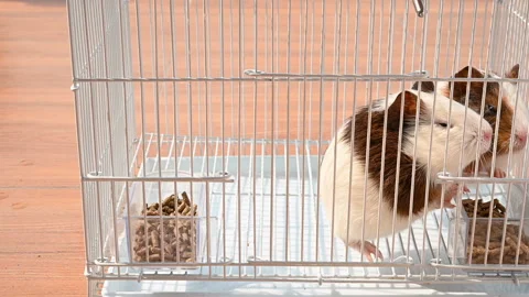 Pan view two cute cavies eating food in a cage Stock Footage 146717541
