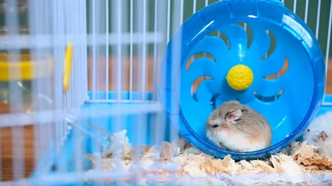 Pan view two cute hamsters in a cage Stock Footage 145116883