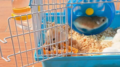 Pan view two cute hamsters one is eating food the other is running on the whe Stock Footage 146762065