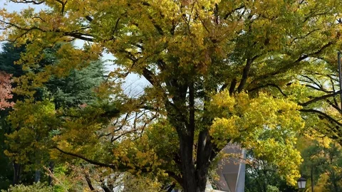 Pan view on Ueno park 動画素材 93635100