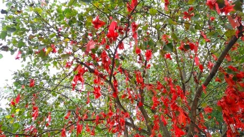 Pan view of wish ribbons hanging on wishing tree 4K Stock Footage 72516622