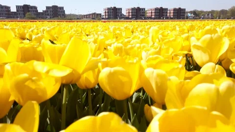 Pan view yellow and red tulips in a field in the Bollenstreek in the Netherla Stock Footage 106958138