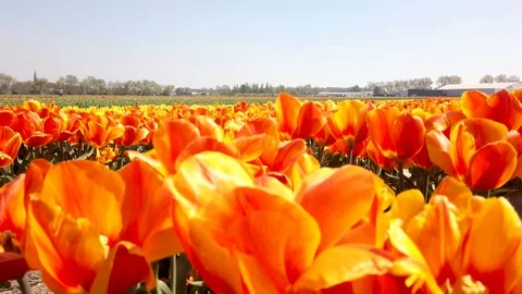 Pan view yellow and red tulips in a field in the Bollenstreek Stock Footage 107063885