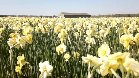 Pan view yellow Narcissus in a field in the Bollenstreek in the Netherlands Stock Footage 106958133