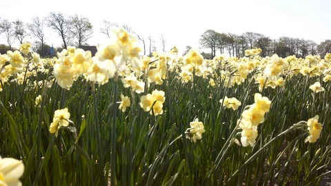 Pan view yellow Narcissus in a field in the Bollenstreek in the Netherlands 2 Stock Footage 106958142