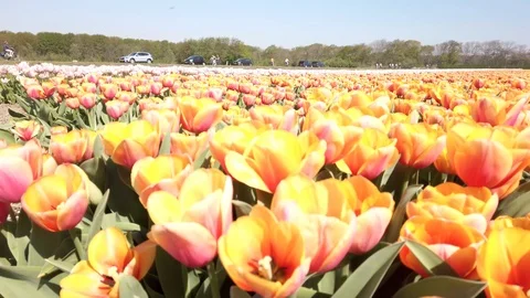 Pan view yellow pink Marit tulips in a field in the Bollenstreek Stock Footage 106958625