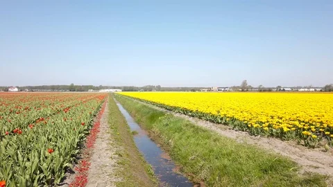 Pan view yellow tulips in a field in the Bollenstreek in the Netherlands 3 Stock Footage 106958151