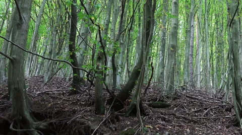 Pan view on a young green forest Stock Footage 42420499