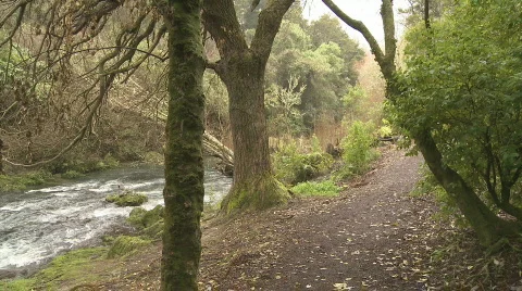 Pan of  walking track to stream  Stock Footage 798643