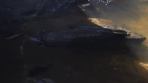 Pan to up water cascade flowing over rock in a river 動画素材 103422291