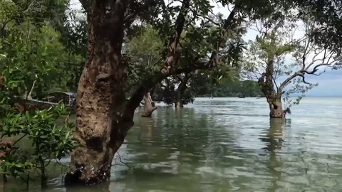 Pan of water flowing through trees  Vídeo Stock 81756965