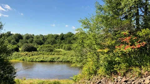 Pan Water Trees Stock Footage