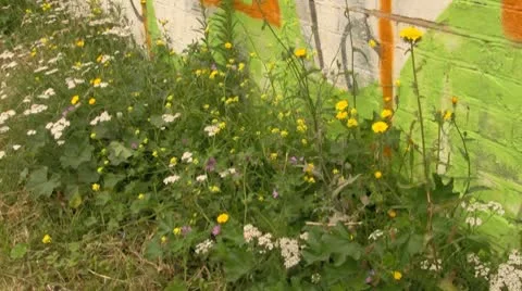 Pan up from weed plants to graffiti on wall Video stock 10734685