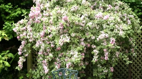 Pan up to Weigela Variegata Stock Footage 155070132