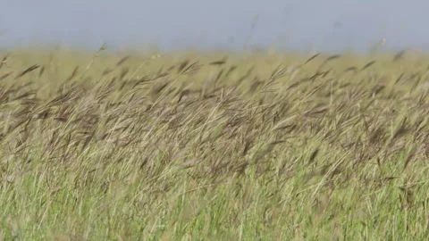 Pan of well lit grass on a windy morning in Kenya. Stock Footage 261026737